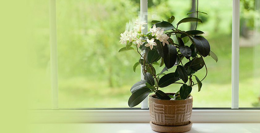 Jasmine - Vastu tips to place jasmine plants in your home