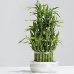 Vastu Tips for Planting a Bamboo plant