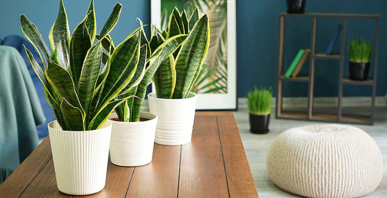 Vastu Tips for Snake Plant - A signal of good wellbeing and ...