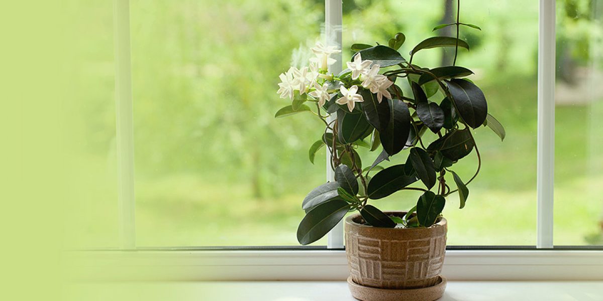 Jasmine - Vastu tips to place jasmine plants in your home