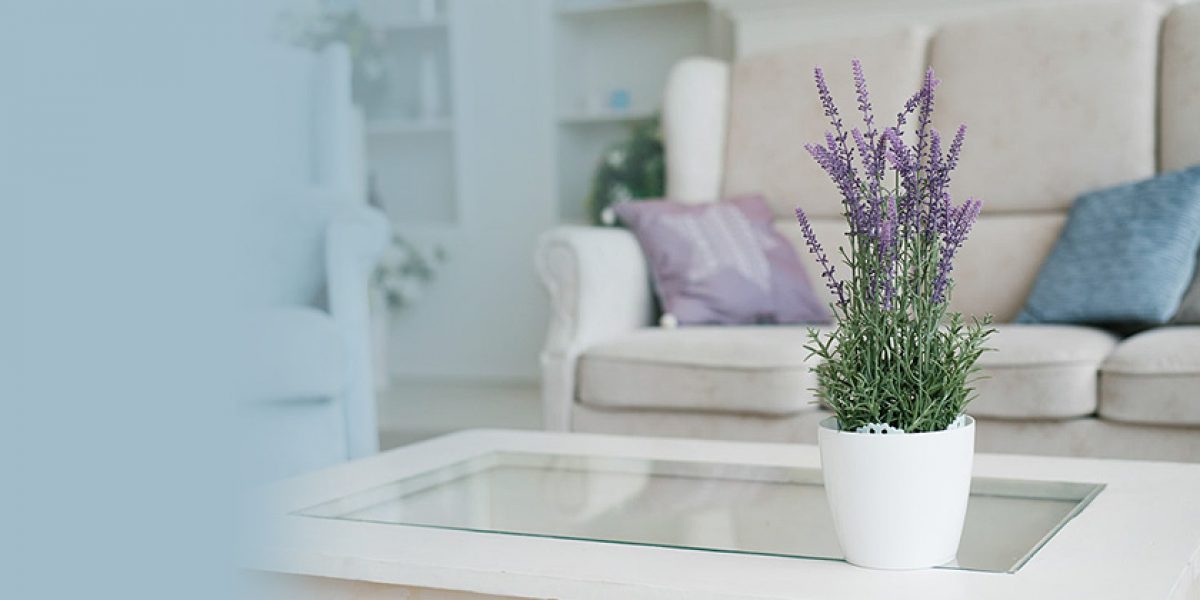 Lavender-Plant-Best-indoor-vastu-plant