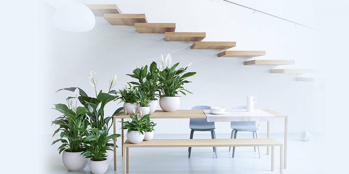 Lily - Vastu plant for positivity in home and office