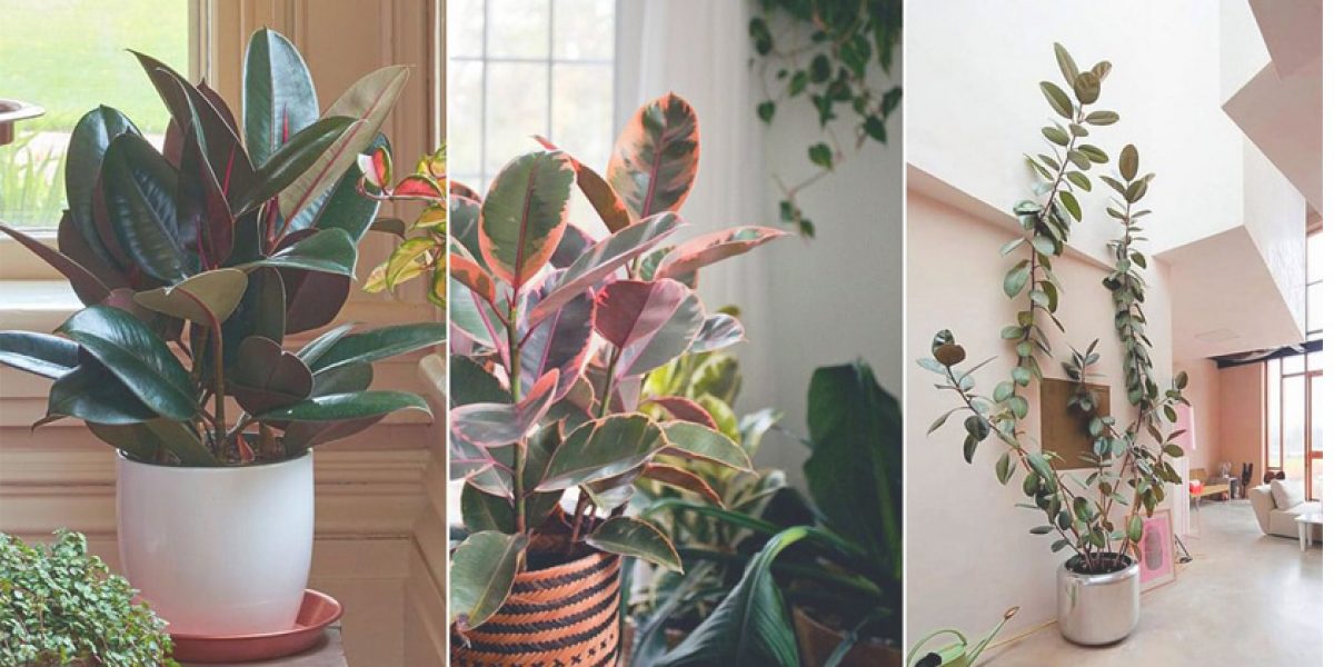 Rubber Plants - Best Indoor Vastu plants for home and office