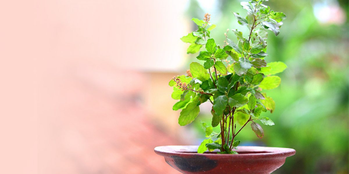Tulsi-Vastu-Shastra-Tips-to-plant-Tulsi-in-your-home