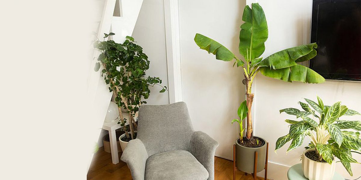 Vastu Tips for Banana Tree in your home or lawn