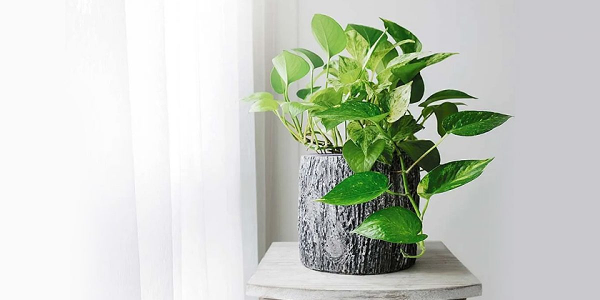 Vastu-Tips-for-Money-Plant