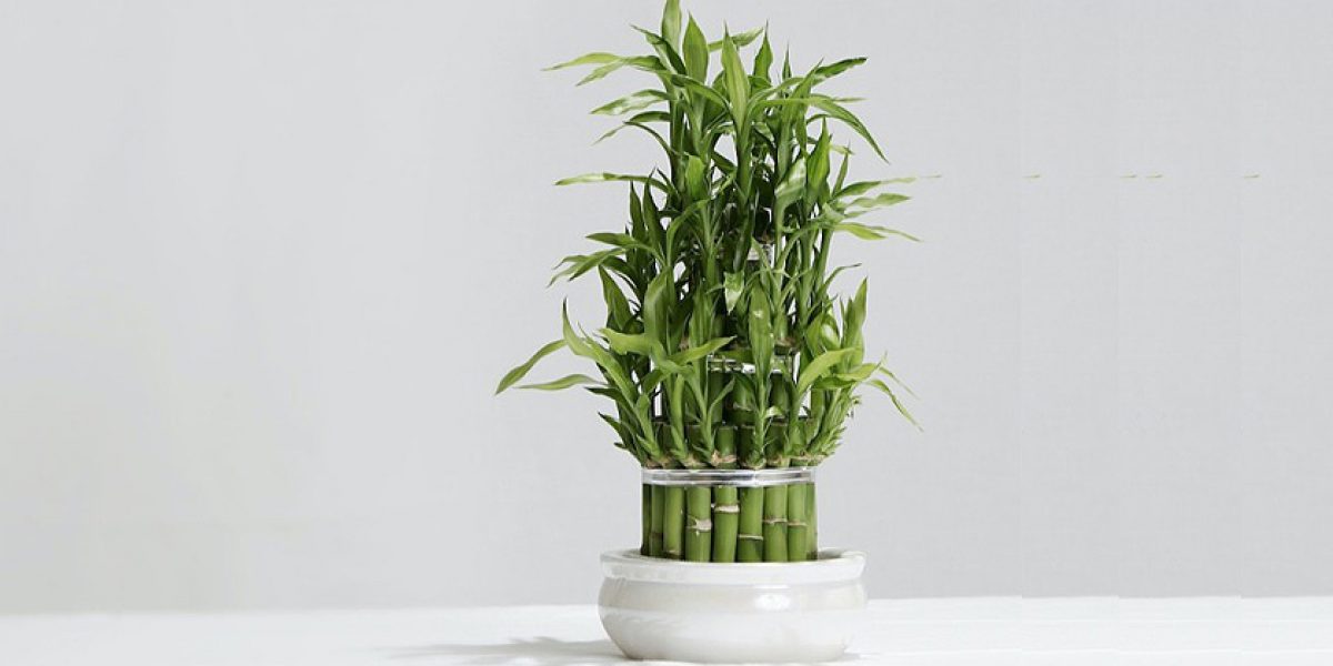 Vastu Tips for Planting a Bamboo plant