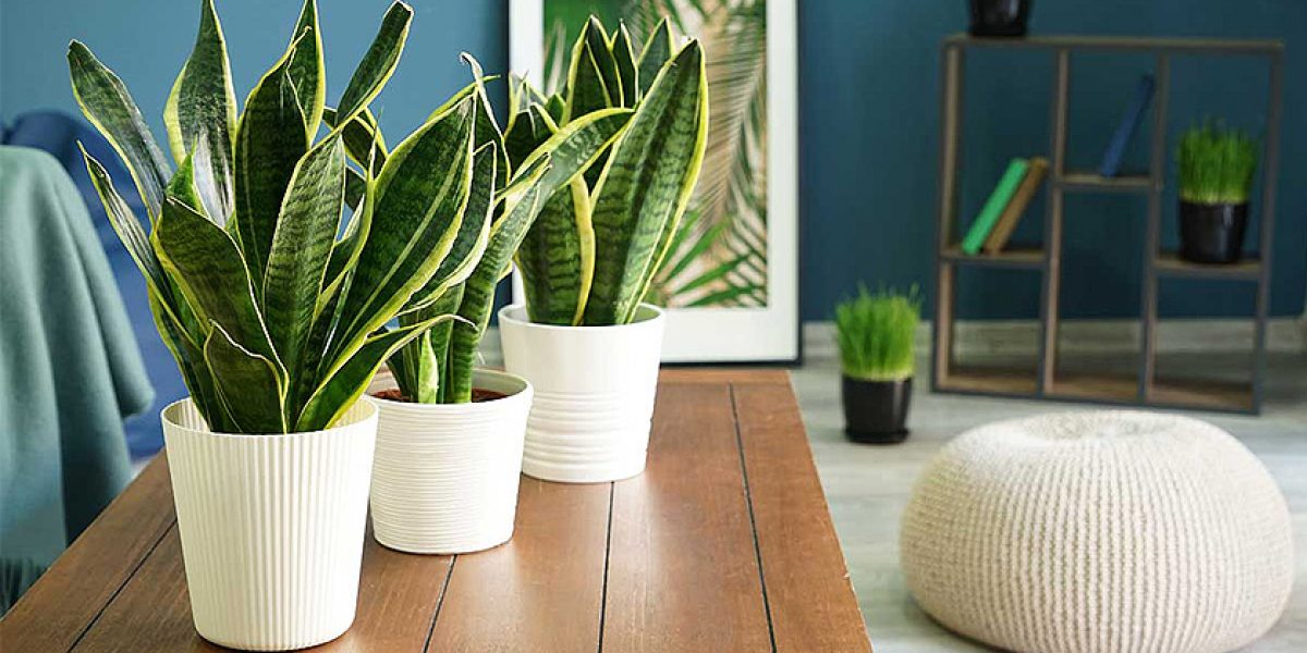 Vastu Tips for Snake Plant - A signal of good wellbeing and inspirational tones